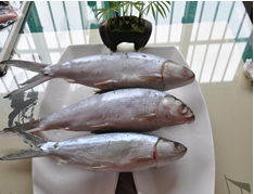 龍門水產(chǎn)品官網(wǎng)發(fā)布重磅加盟新聞，引領(lǐng)水產(chǎn)行業(yè)新浪潮